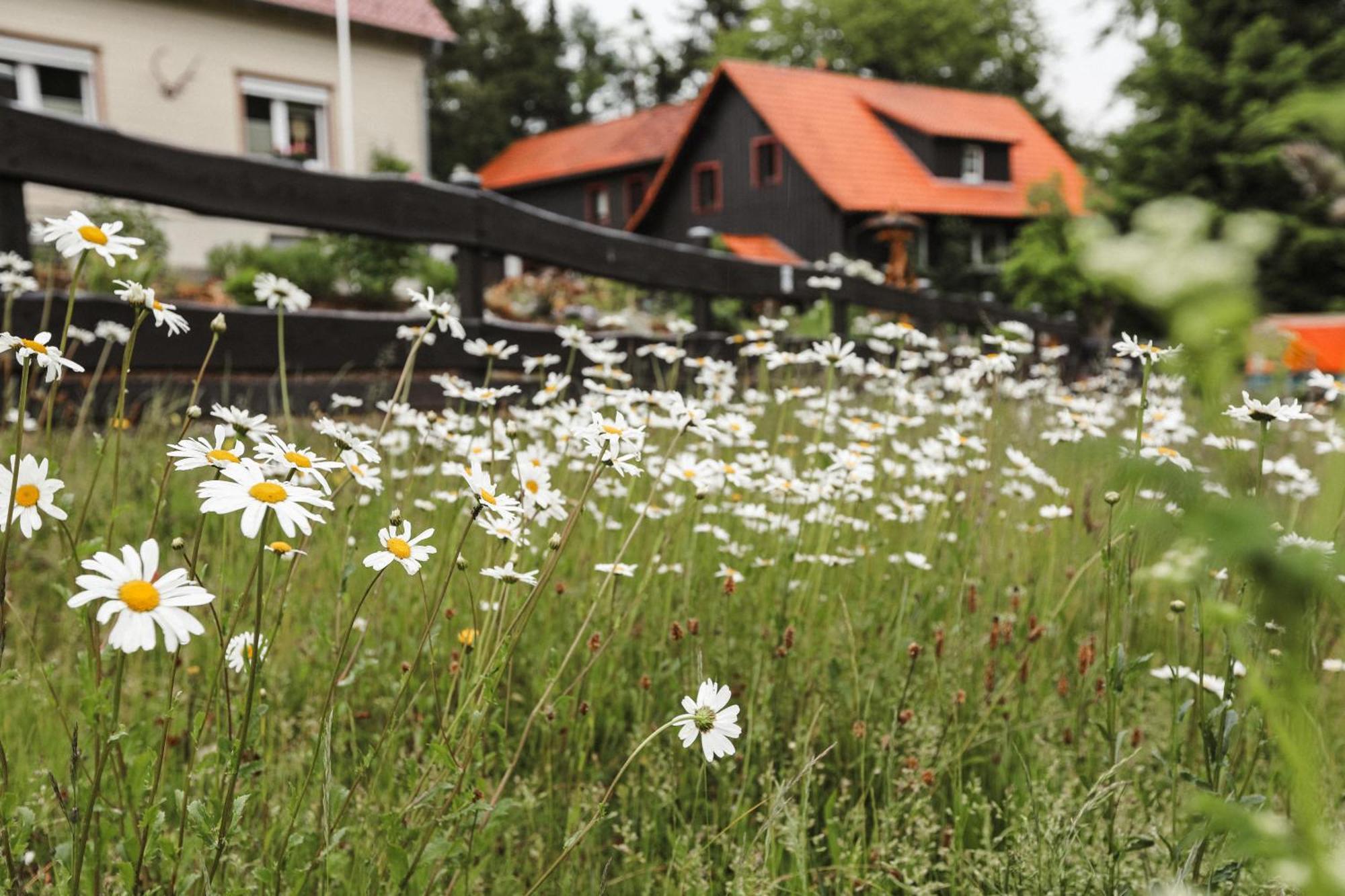 Alm View, Im Oberharz *